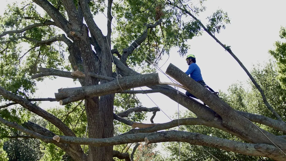 Professional Crown Thinning performed by certified arborists in Broad Run